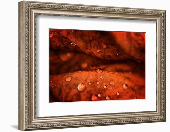 Drops Fall-Philippe Sainte-Laudy-Framed Photographic Print