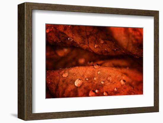 Drops Fall-Philippe Sainte-Laudy-Framed Photographic Print