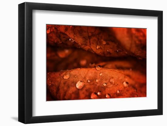 Drops Fall-Philippe Sainte-Laudy-Framed Photographic Print