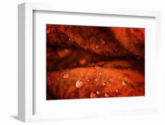 Drops Fall-Philippe Sainte-Laudy-Framed Photographic Print