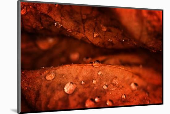 Drops Fall-Philippe Sainte-Laudy-Mounted Photographic Print