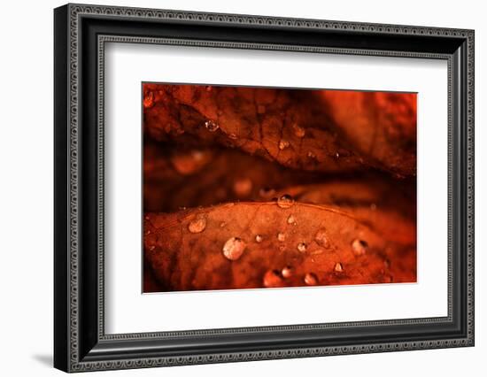 Drops Fall-Philippe Sainte-Laudy-Framed Photographic Print