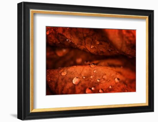 Drops Fall-Philippe Sainte-Laudy-Framed Photographic Print