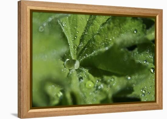 Drops II-K.B. White-Framed Premier Image Canvas