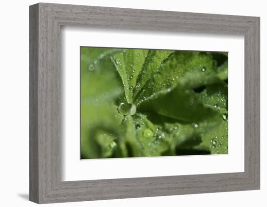 Drops II-K.B. White-Framed Photographic Print