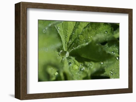 Drops II-K.B. White-Framed Photographic Print