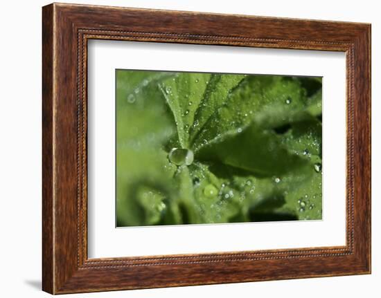 Drops II-K.B. White-Framed Photographic Print