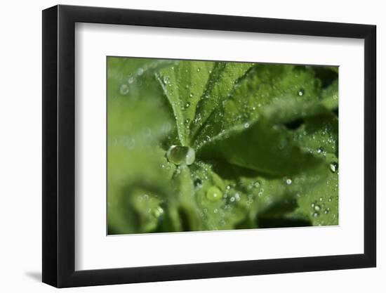 Drops II-K.B. White-Framed Photographic Print