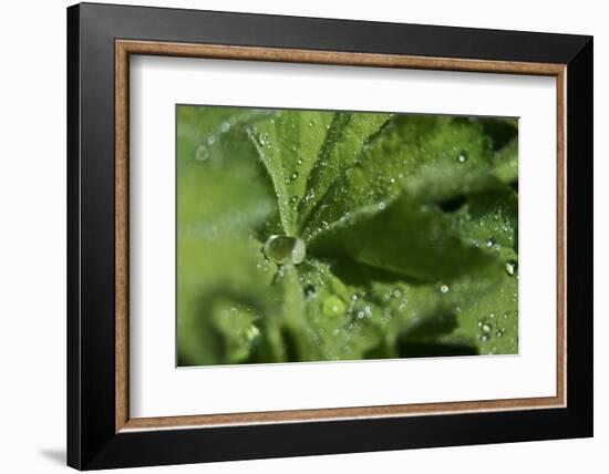 Drops II-K.B. White-Framed Photographic Print