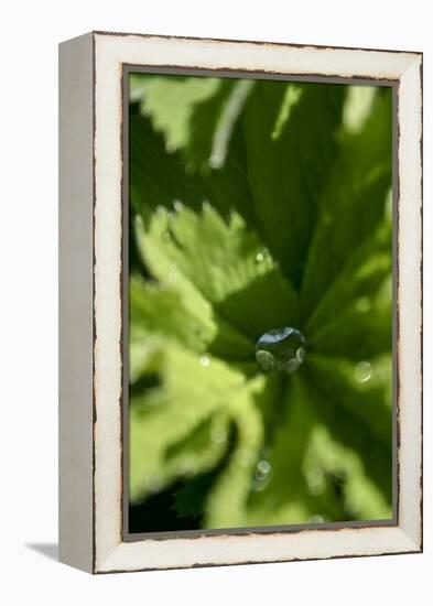 Drops III-K.B. White-Framed Premier Image Canvas