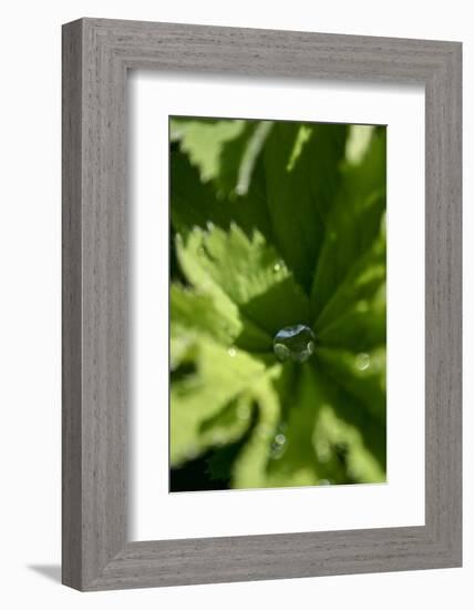 Drops III-K.B. White-Framed Photographic Print