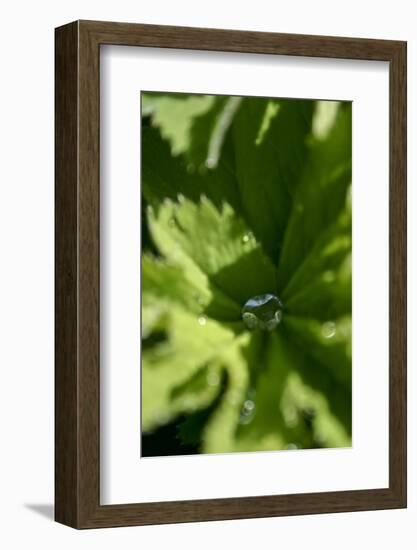 Drops III-K.B. White-Framed Photographic Print