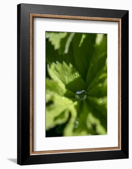 Drops III-K.B. White-Framed Photographic Print