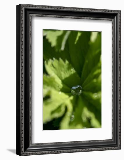 Drops III-K.B. White-Framed Photographic Print