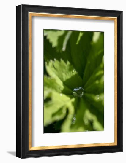 Drops III-K.B. White-Framed Photographic Print