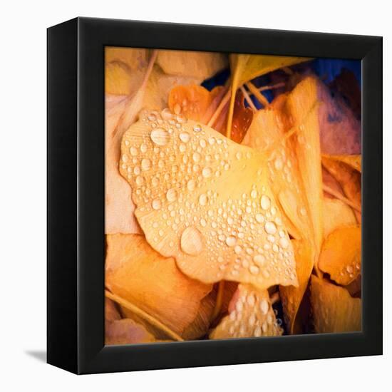Drops of Life-Philippe Sainte-Laudy-Framed Premier Image Canvas