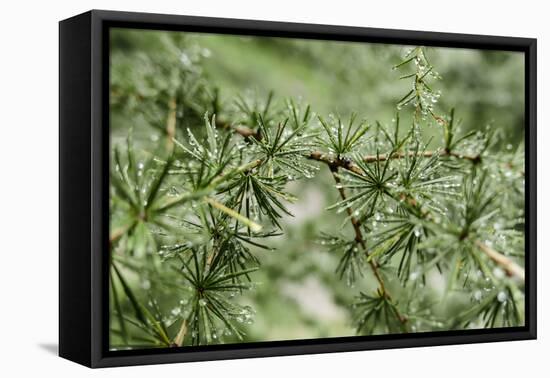 Drops of Water in Larch Needles after Rain, Bavarians,-Rolf Roeckl-Framed Premier Image Canvas