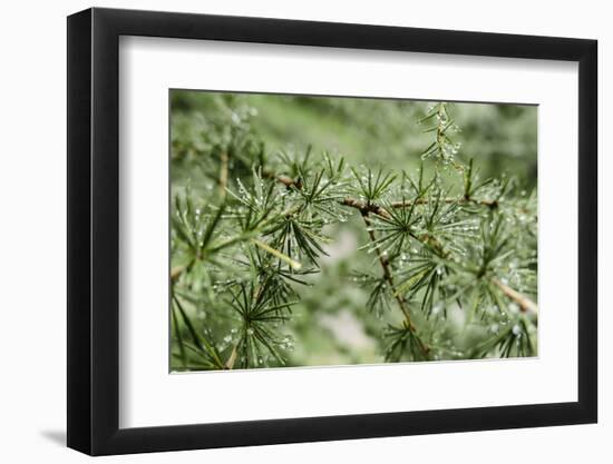Drops of Water in Larch Needles after Rain, Bavarians,-Rolf Roeckl-Framed Photographic Print