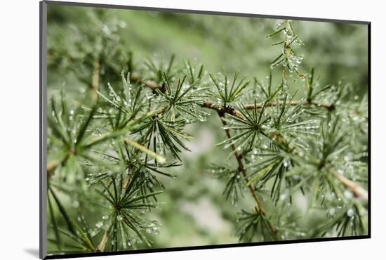 Drops of Water in Larch Needles after Rain, Bavarians,-Rolf Roeckl-Mounted Photographic Print