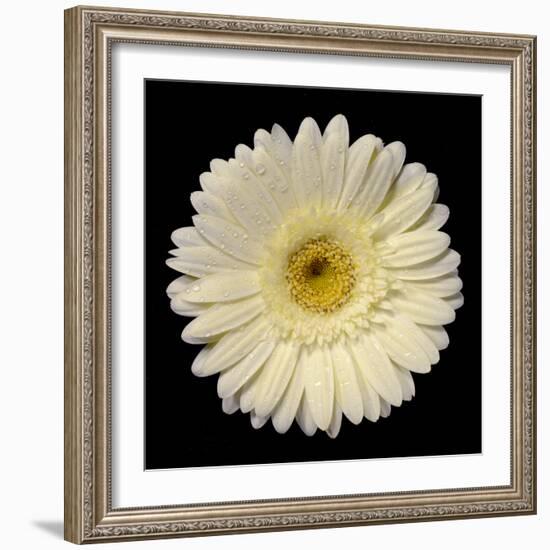 Drops on Gerber I-Jim Christensen-Framed Photographic Print