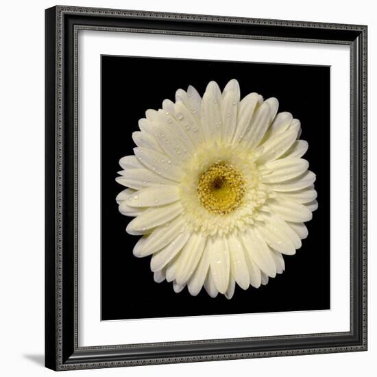 Drops on Gerber I-Jim Christensen-Framed Photographic Print