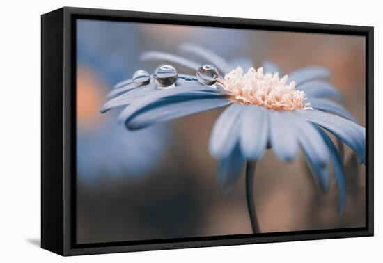 Drops on petals-Heidi Westum-Framed Premier Image Canvas