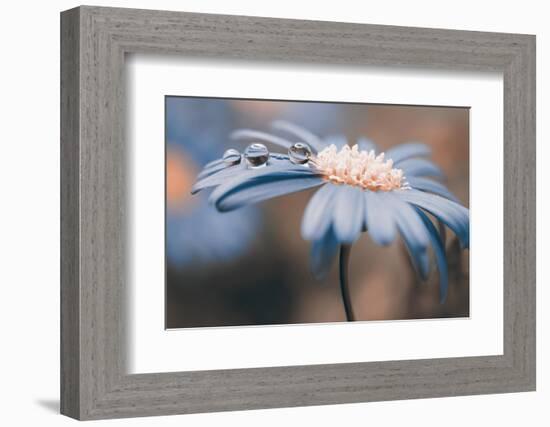 Drops on petals-Heidi Westum-Framed Photographic Print