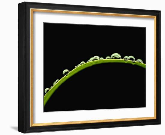 Drops-Ursula Abresch-Framed Photographic Print