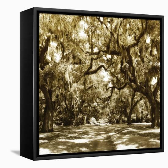 Druid Oak Square I-Alan Hausenflock-Framed Premier Image Canvas