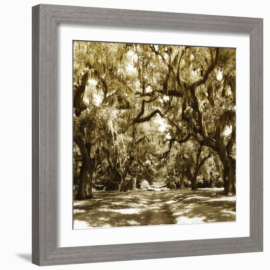 Druid Oak Square I-Alan Hausenflock-Framed Photographic Print