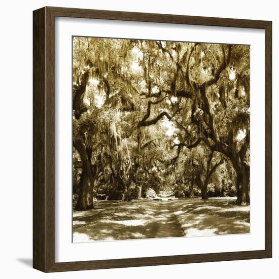 Druid Oak Square I-Alan Hausenflock-Framed Photographic Print