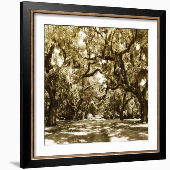 Druid Oak Square I-Alan Hausenflock-Framed Photographic Print