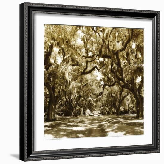 Druid Oak Square I-Alan Hausenflock-Framed Photographic Print