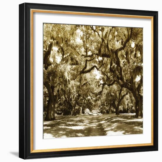 Druid Oak Square I-Alan Hausenflock-Framed Photographic Print