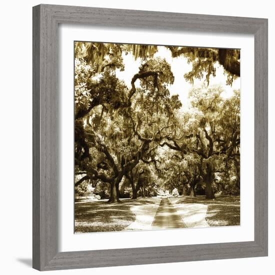 Druid Oak Square II-Alan Hausenflock-Framed Photographic Print