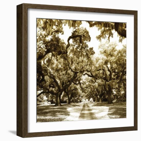 Druid Oak Square II-Alan Hausenflock-Framed Photographic Print