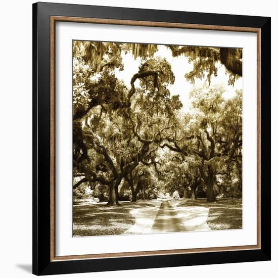 Druid Oak Square II-Alan Hausenflock-Framed Photographic Print