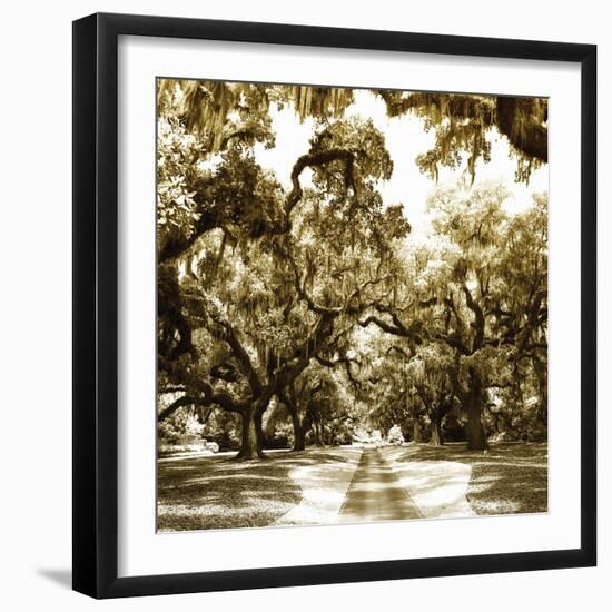 Druid Oak Square II-Alan Hausenflock-Framed Photographic Print