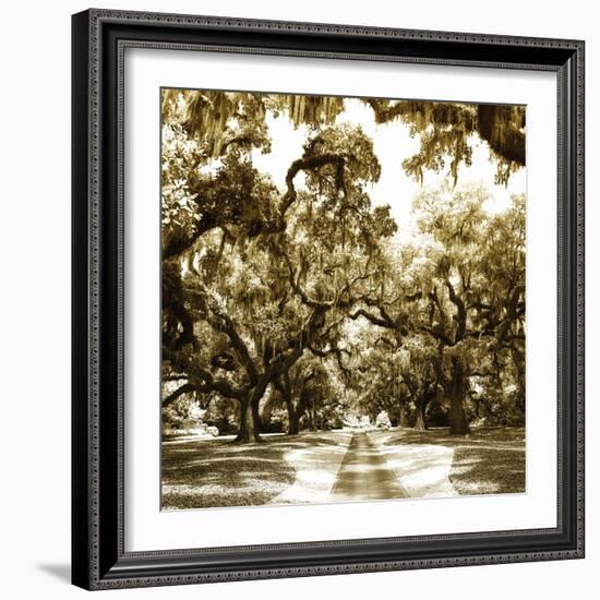 Druid Oak Square II-Alan Hausenflock-Framed Photographic Print