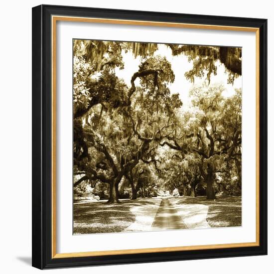 Druid Oak Square II-Alan Hausenflock-Framed Photographic Print