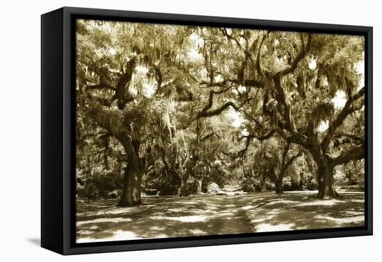 Druid Oaks I-Alan Hausenflock-Framed Premier Image Canvas