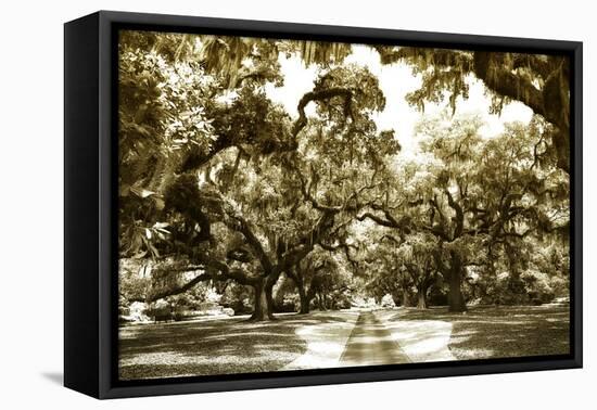 Druid Oaks II-Alan Hausenflock-Framed Premier Image Canvas