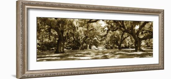Druid Oaks Panel I-Alan Hausenflock-Framed Photographic Print