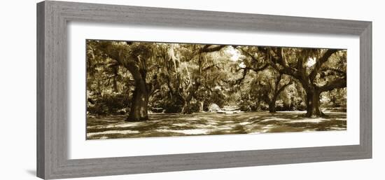 Druid Oaks Panel I-Alan Hausenflock-Framed Photographic Print