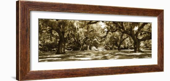 Druid Oaks Panel I-Alan Hausenflock-Framed Photographic Print