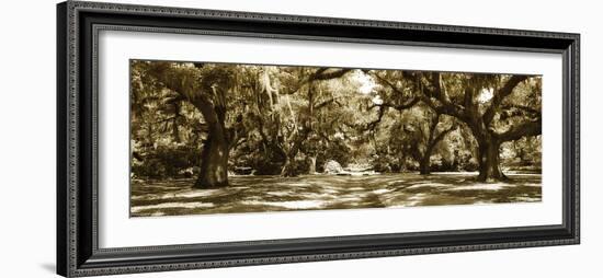 Druid Oaks Panel I-Alan Hausenflock-Framed Photographic Print