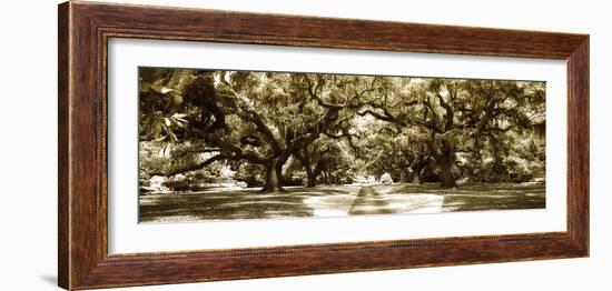 Druid Oaks Panel II-Alan Hausenflock-Framed Photographic Print