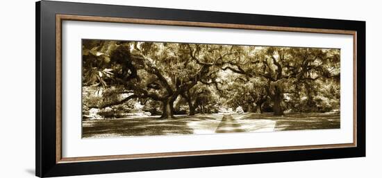 Druid Oaks Panel II-Alan Hausenflock-Framed Photographic Print