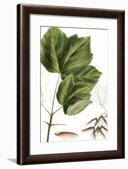 Drummond's Maple-Thomas Nuttall-Framed Premium Giclee Print