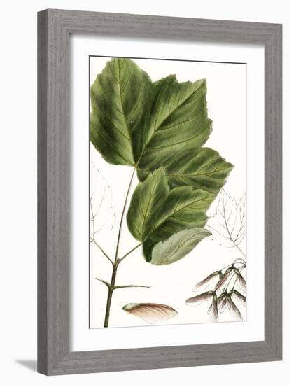 Drummond's Maple-Thomas Nuttall-Framed Art Print